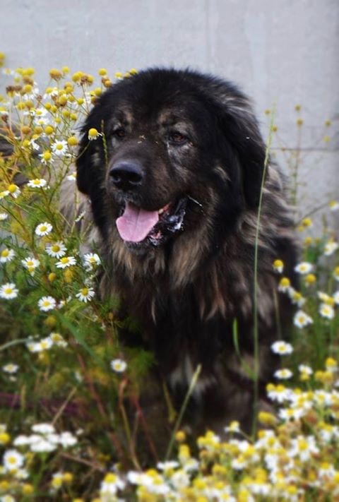 "Puszek okruszek , kłębuszek ....